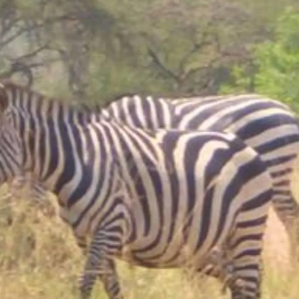 Explore 3 Days Gorilla Trekking Tour in Bwindi Forest Uganda – Flying option for 3 days with Perfect Wilderness Tours And Safaris and discover unforgettable experiences - Photo 2