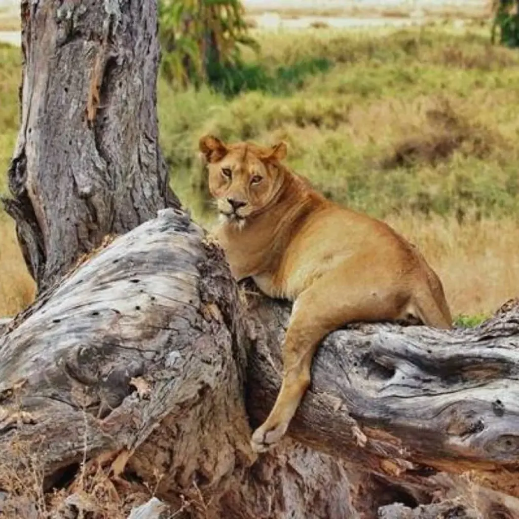 Explore 12 Days, 11 Nights Kenya, Tanzania Budget Camping Safari with Complementary First Night Accommodation at Best Western Plus Westaland for 12 days with Perfect Wilderness Tours And Safaris and discover unforgettable experiences - Photo 2