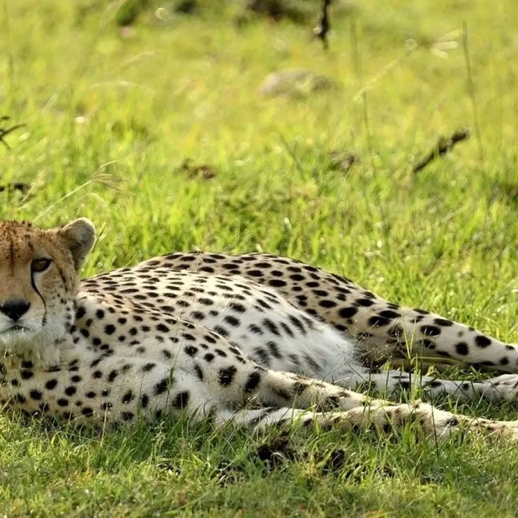 Explore 7 Days Amazing Safari To Masai Mara Nakuru Naivasha And Samburu Parks with a complimentary airport pick up with first night accommodation at After 40 hotel in Nairobi. for 7 days with Perfect Safari Africa tours and safaris and discover unforgettable experiences - Photo 2