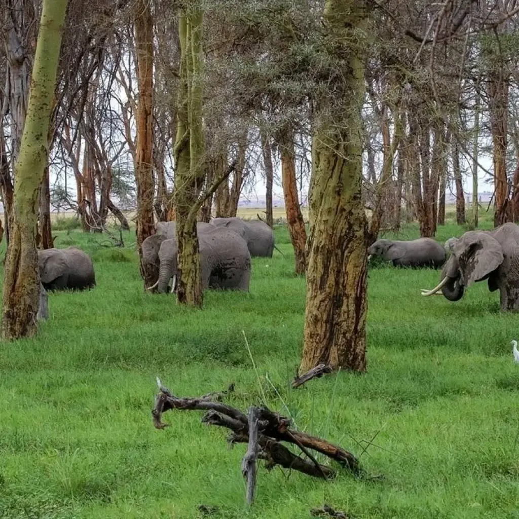 Explore 7 Days 6 Nights Budget Group Safari To Maasai Mara, Lake Nakuru, Naivasha and Amboseli Parks for 7 days with Perfect Safari Africa tours and safaris and discover unforgettable experiences - Photo 2