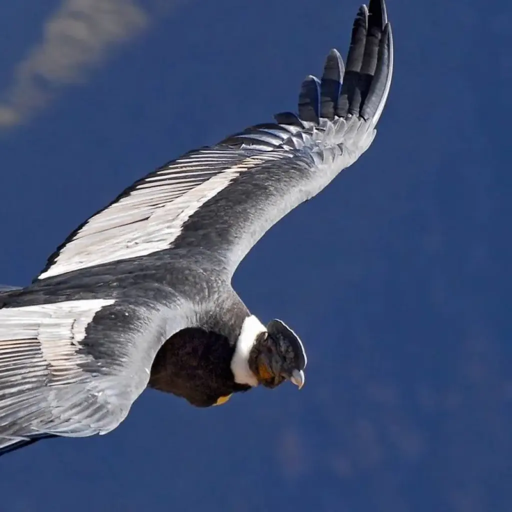 Explore The Best of Southern Peru + Ballestas Islands, Ica - Huacachina Oasis & Nazca for 14 days with Peru Trek 4 Good and discover unforgettable experiences - Photo 2