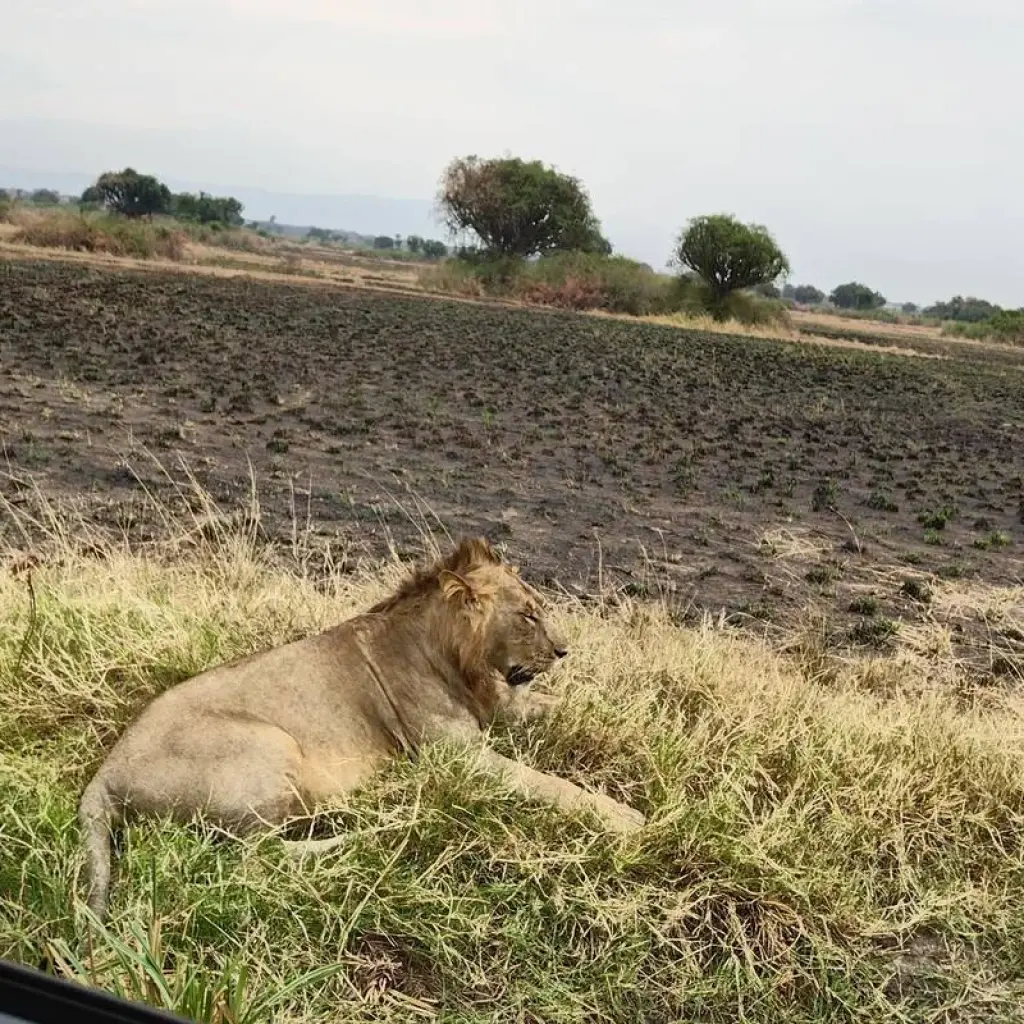 Explore 5 days Uganda Gorillas and Wildlife Safari for 5 days with Primate World Safaris (U) Ltd and discover unforgettable experiences - Photo 2