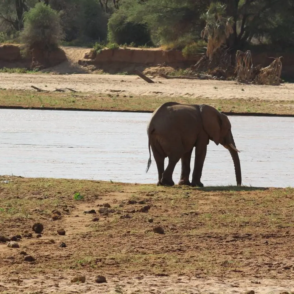 Explore 4 days Samburu Express Safari in Kenya for 4 days with Primate World Safaris (U) Ltd and discover unforgettable experiences - Photo 2
