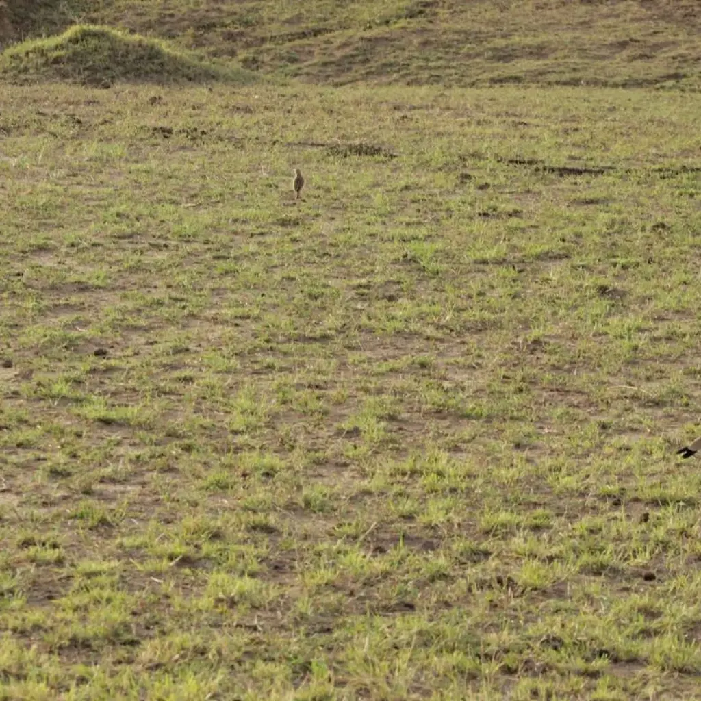 Explore 8 days Samburu & Masai Mara Safari for 8 days with Primate World Safaris (U) Ltd and discover unforgettable experiences - Photo 2