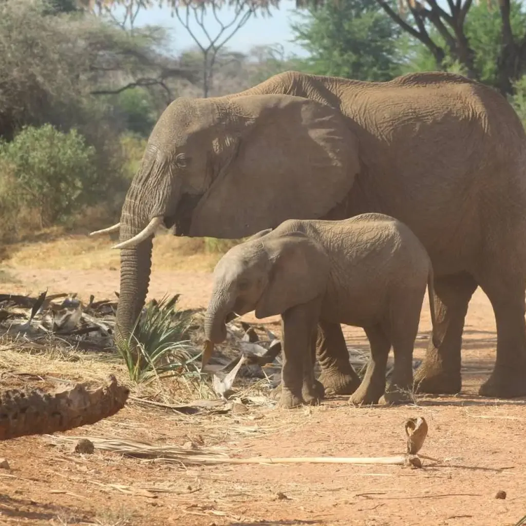 Explore 7 days Masai Mara Family Adventure for 7 days with Primate World Safaris (U) Ltd and discover unforgettable experiences - Photo 2