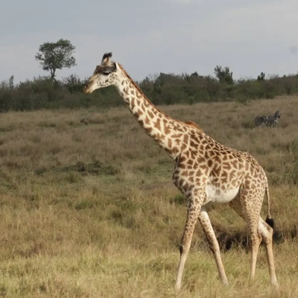 Explore 7 days Ngorongoro and Serengeti Explorer Luxury Safari for 7 days with Primate World Safaris (U) Ltd and discover unforgettable experiences - Photo 2