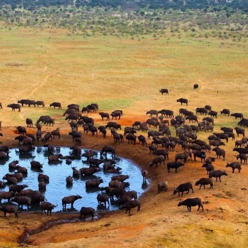 Explore Kilimanjaro to Mombasa, Private Tour for 5 days with Prime Safaris and discover unforgettable experiences - Photo 2