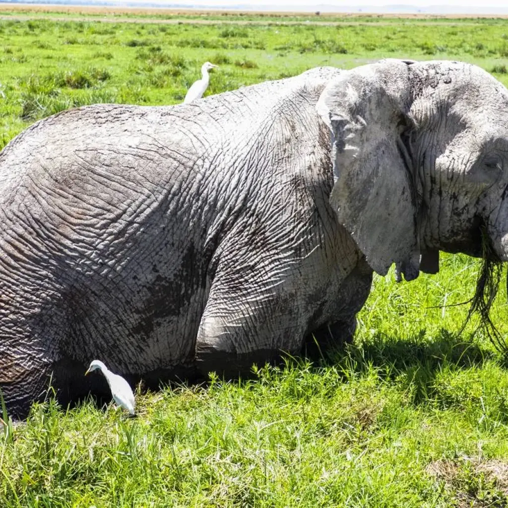 Explore Mombasa Rendezvous (On Request) for 4 days with Prime Safaris and discover unforgettable experiences - Photo 2