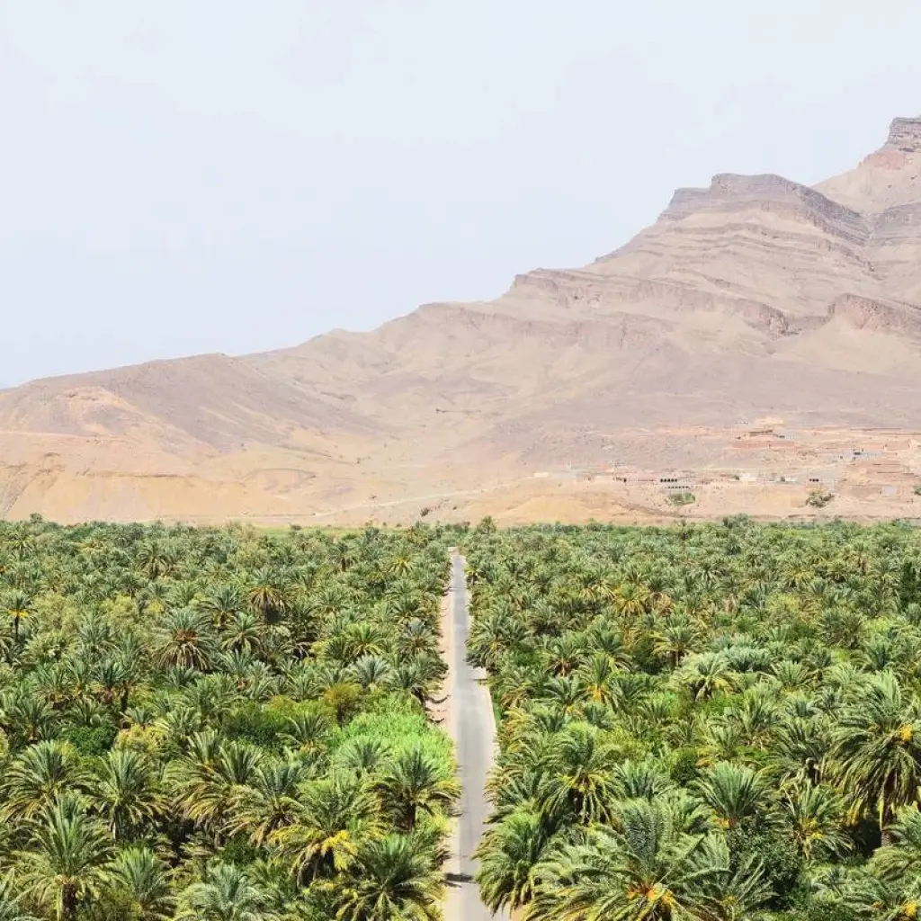 Explore Desert Experience Marrakesh – Camel Tekking 4 Days for 4 days with Private Desert Tours and discover unforgettable experiences - Photo 2