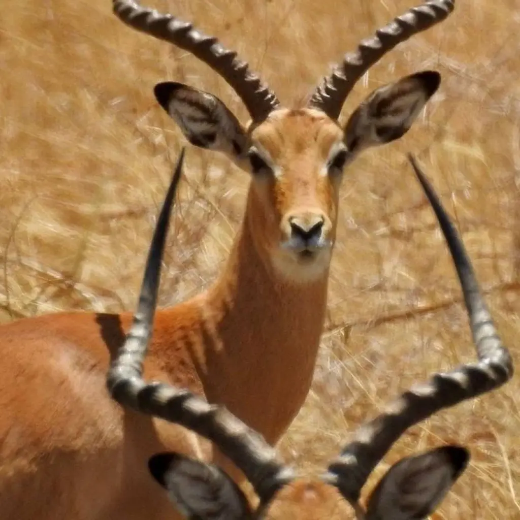 Explore Premium Luxury Tanzania Safari Experience: Explore Africa in 4 Days for 4 days with Professional Safari Africa and discover unforgettable experiences - Photo 2