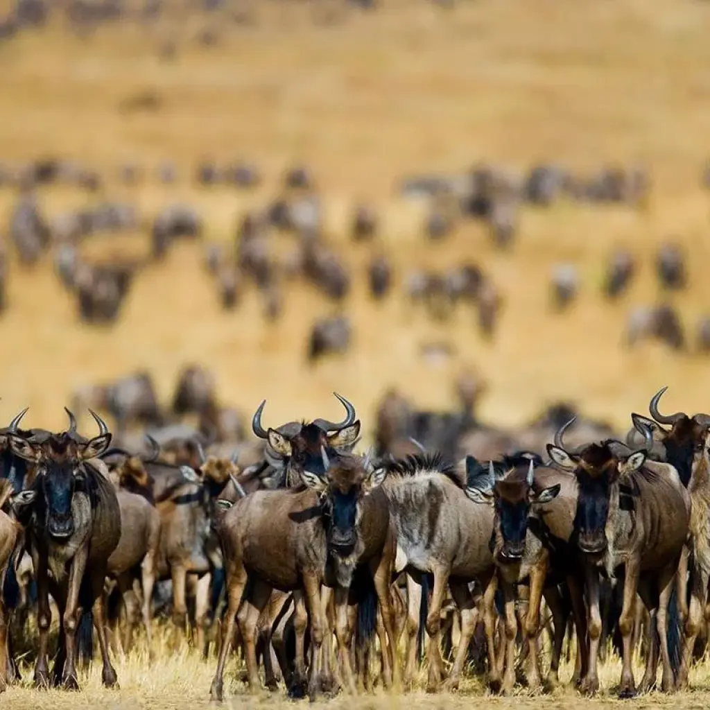 Explore Affordable Northern Tanzania Safari Big Five for 5 days with Professional Safari Africa and discover unforgettable experiences - Photo 2