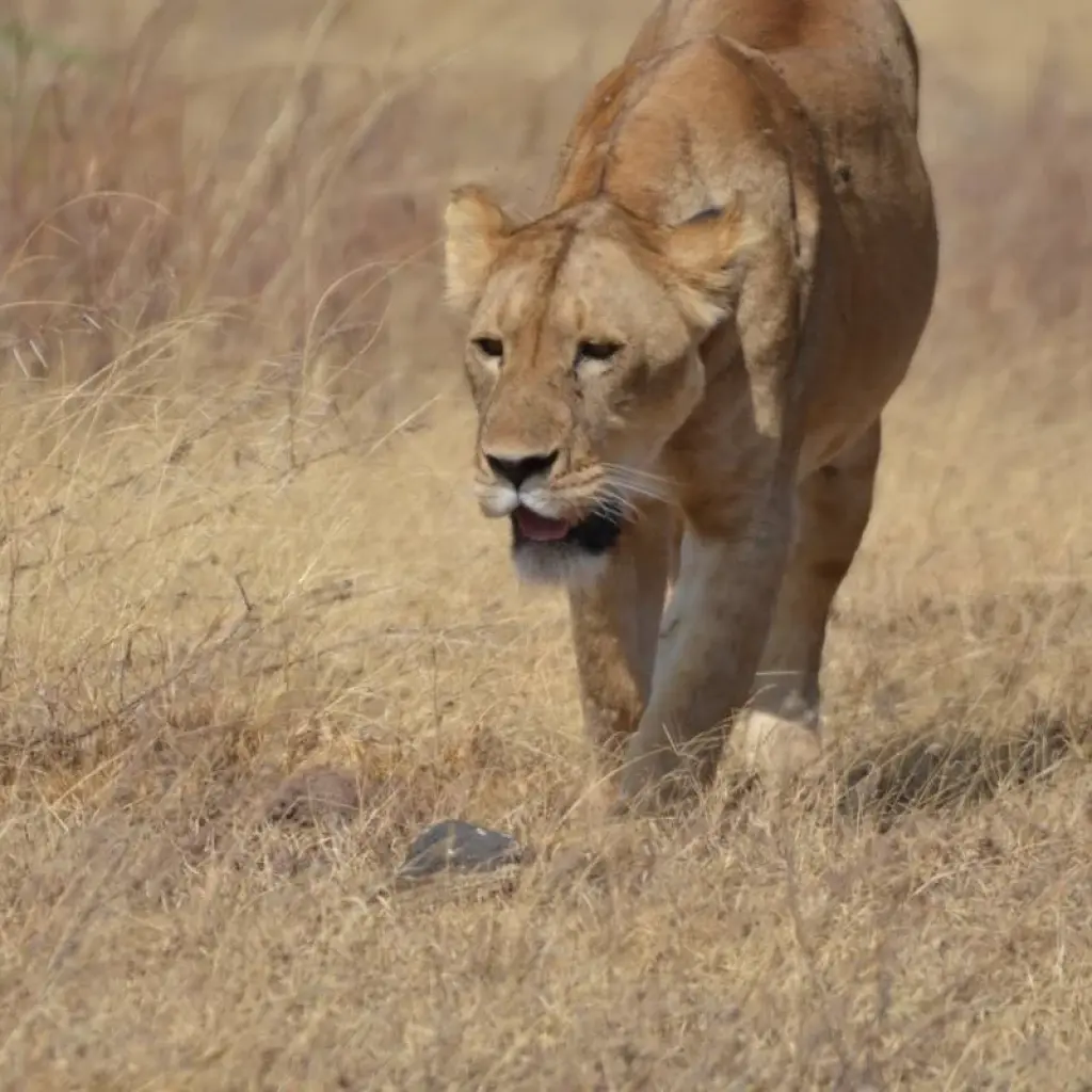 Explore 11-Day Luxury Cape Town, Kruger NP, Victoria Falls and Chobe National  Park (Unforgettable Experience) for 11 days with Professional Safari Africa and discover unforgettable experiences - Photo 2