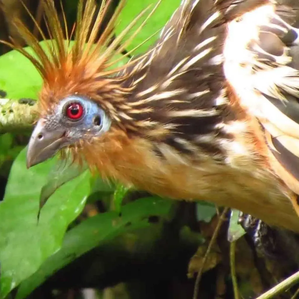 Explore 5-Day Tambopata Rainforest Amazon Natural Reserve Puerto Maldonado from Cusco for 5 days with QUECHUAS EXPEDITIONS PERU and discover unforgettable experiences - Photo 2
