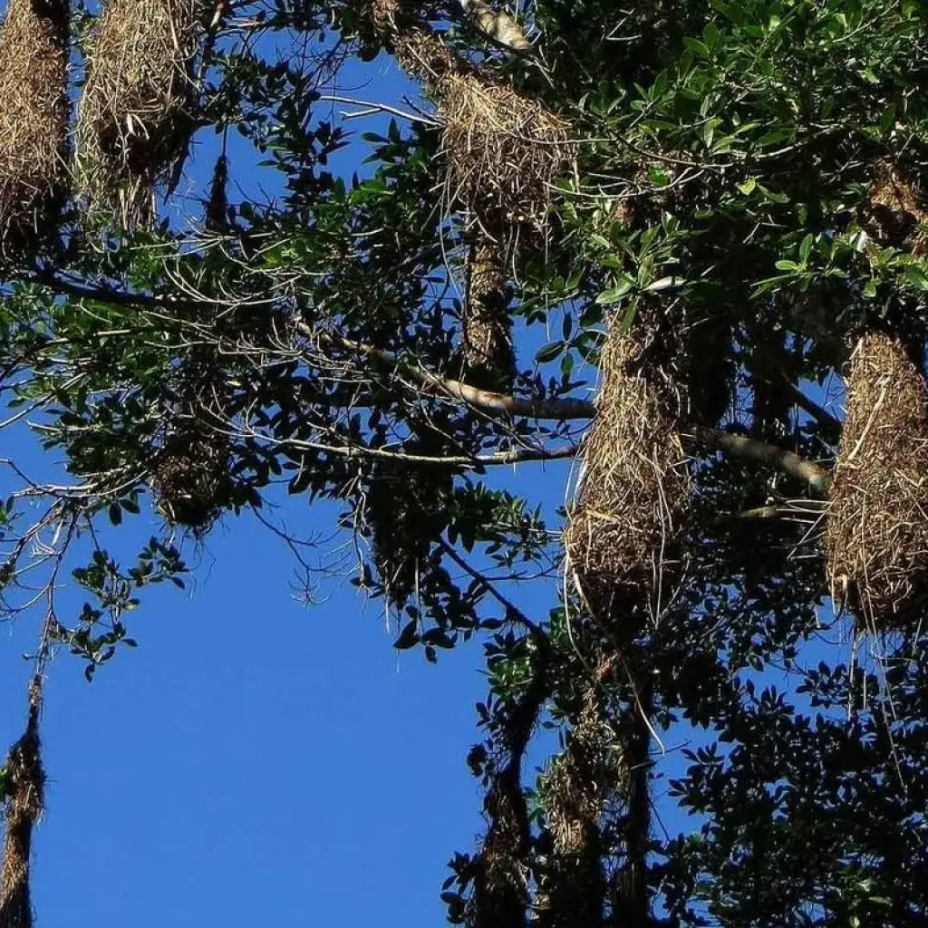 Explore 3-Day Tambopata Rainforest Amazon Natural Reserve Puerto Maldonado for 3 days with QUECHUAS EXPEDITIONS PERU and discover unforgettable experiences - Photo 2