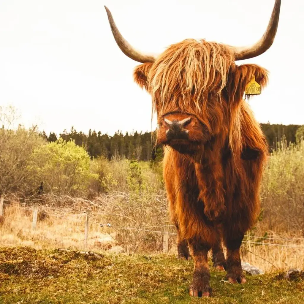 Explore 3-Day The North Coast 500 Small-Group Tour from Inverness for 3 days with Rabbie's Tours and discover unforgettable experiences - Photo 2