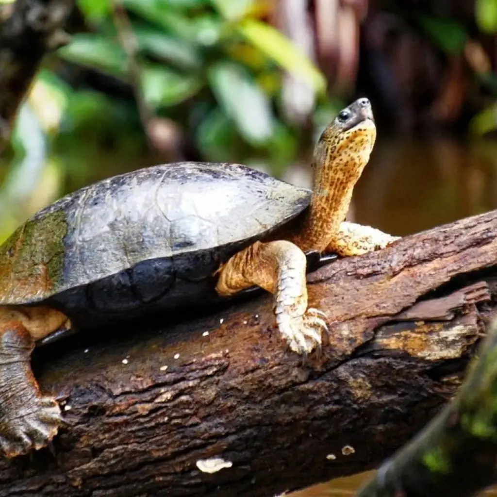 Explore EXPLORE TORTUGUERO – 3 DAYS OF PURE TROPICAL MAGIC for 3 days with Receptivo Aborigen Tours and discover unforgettable experiences - Photo 2