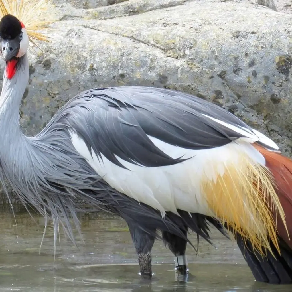 Explore 3Days Bwindi Mountain Gorilla Trekking Uganda Experience for 3 days with Responsible Gorilla Trips and discover unforgettable experiences - Photo 2