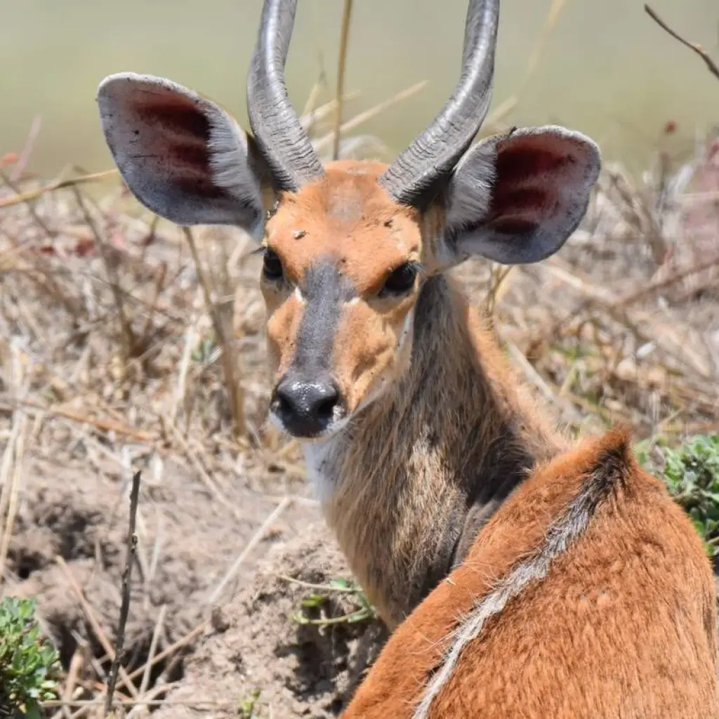 Explore Mountain Gorillas and Chimpanzee Safari Uganda for 5 days with Responsible Gorilla Trips and discover unforgettable experiences - Photo 2