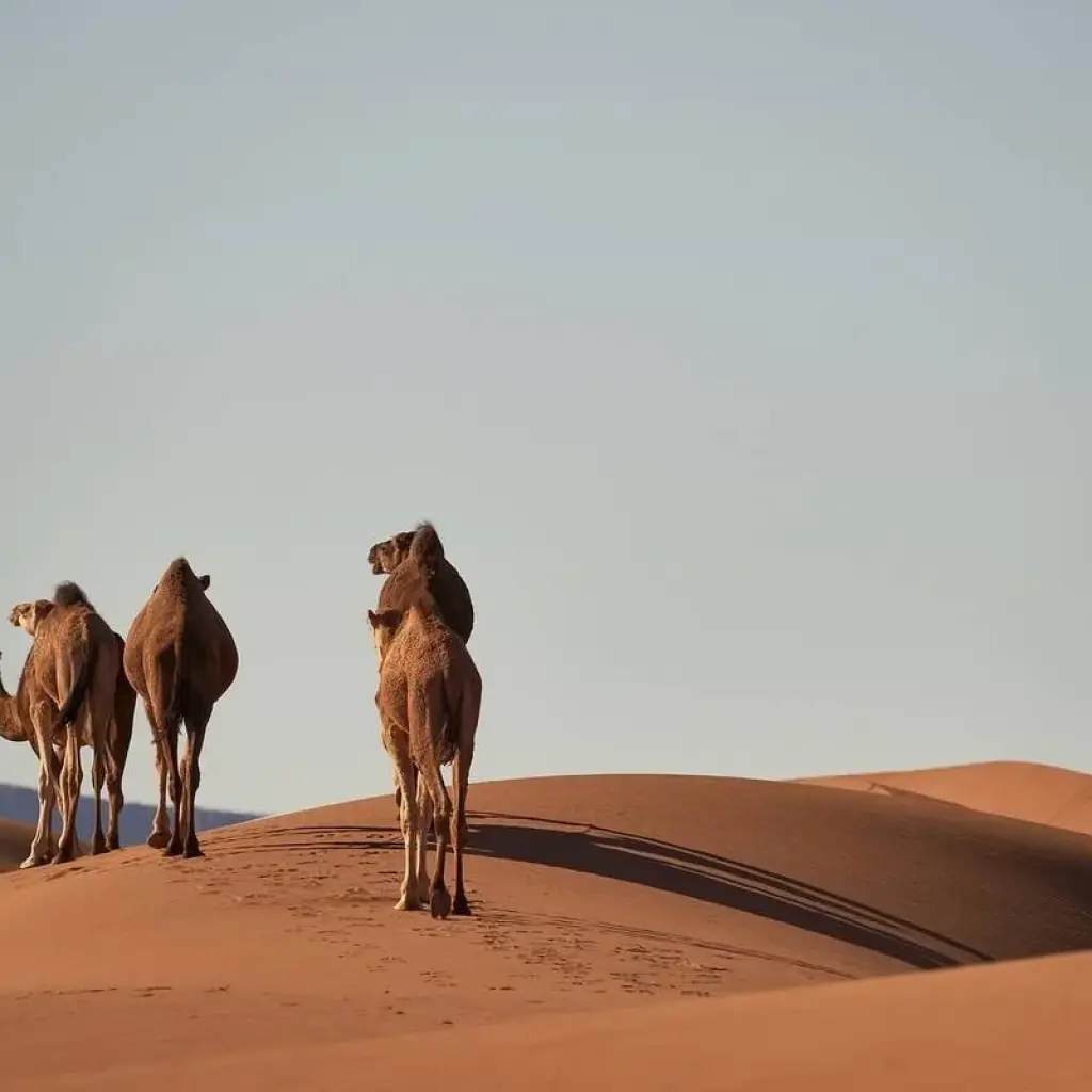 Explore 16 Day Rome,  Ouarzazate, Erfoud and more for 16 days with Remaz Tours GmbH and discover unforgettable experiences - Photo 2