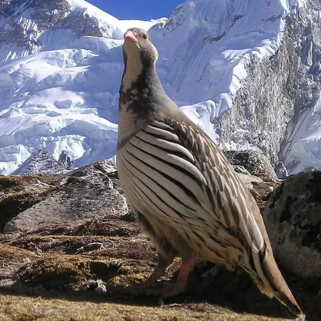 Explore 21 Days Adventurous Nepal for 21 days with STM Tours LLC and discover unforgettable experiences - Photo 2