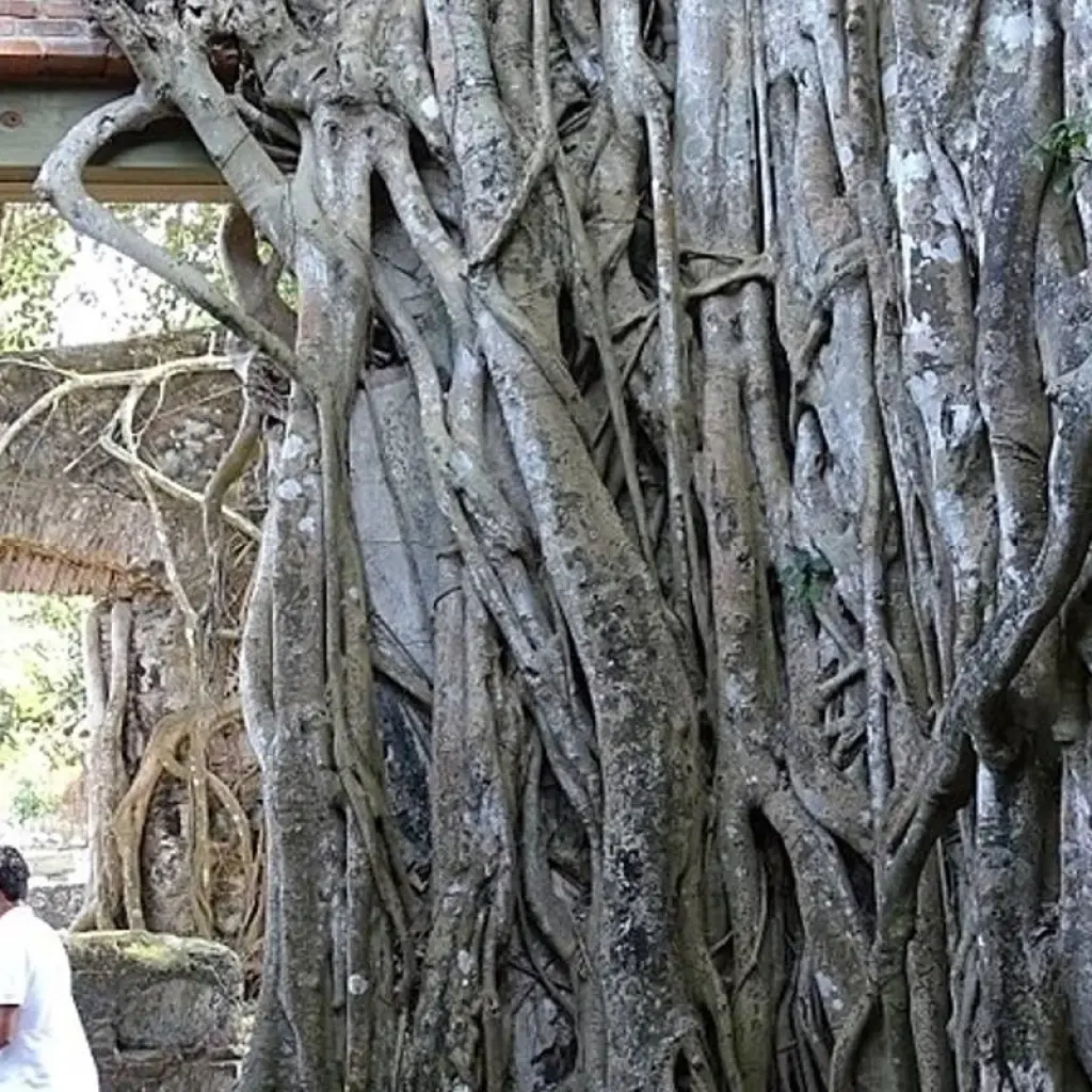 Explore Veracruz Tour: Travel Mountains, Enchanting Cascades and Know the Coast Culture for 15 days with Vibe Adventures and discover unforgettable experiences - Photo 2