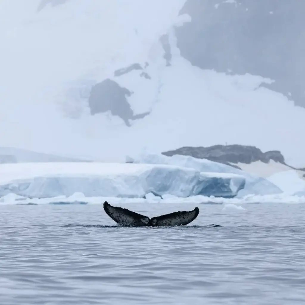 Explore South Shetland Islands and Antarctic Peninsula with Halal Dining Options for 10 days with Albatros Expeditions and discover unforgettable experiences - Photo 2