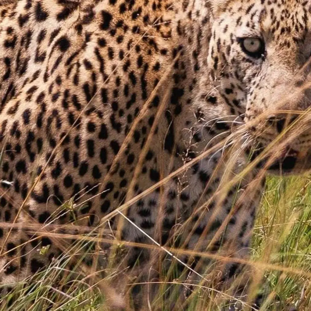 Explore 5 DAYS MASAI MARA ,LAKE NAKURU & HELL'S GATE BUDGET SAFARI for 5 days with Bencia Africa Adventure and Safaris and discover unforgettable experiences - Photo 2