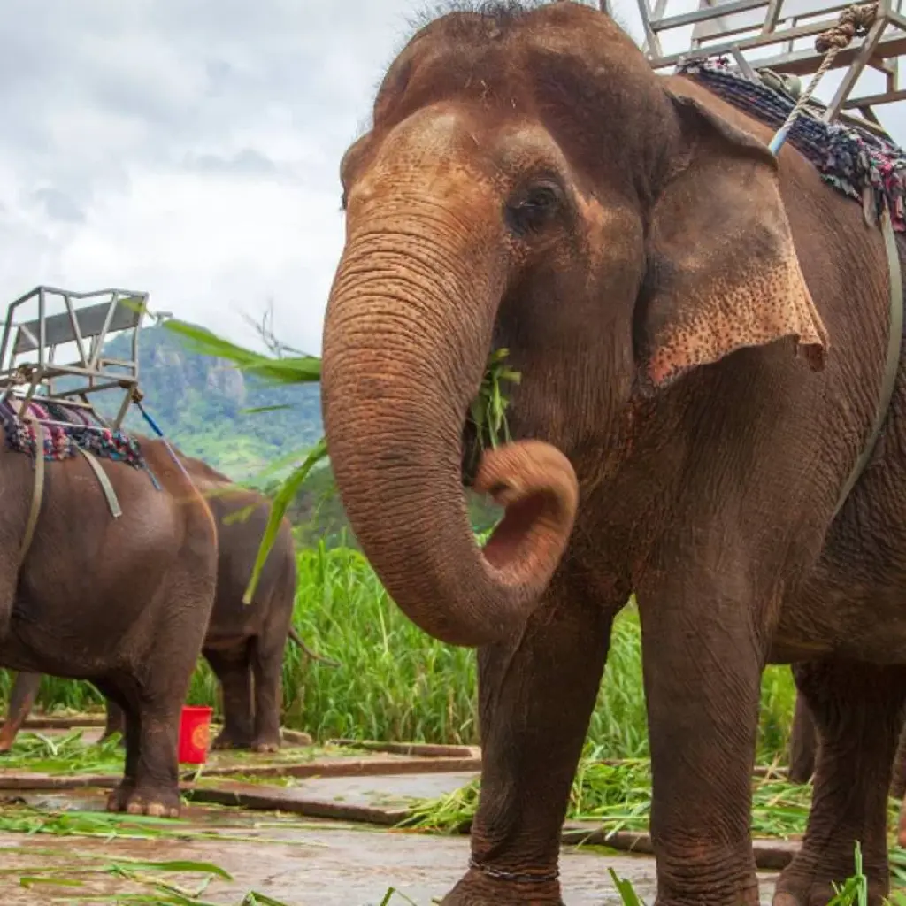 Explore DASHING DUBAI & TRANQUIL PHUKET ISLAND TRIP for 8 days with Culture Holidays Private Limited and discover unforgettable experiences - Photo 2