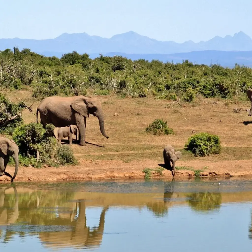 Explore travel experiences in Africa, one of the most popular destinations on Elife Travel