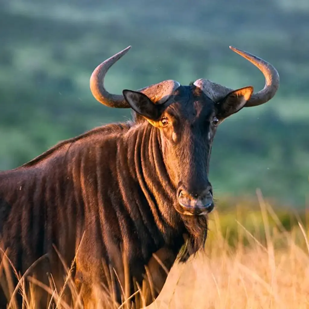 Explore Safarierlebnis Krüger-Nationalpark for 5 days with Gebeco and discover unforgettable experiences - Photo 2