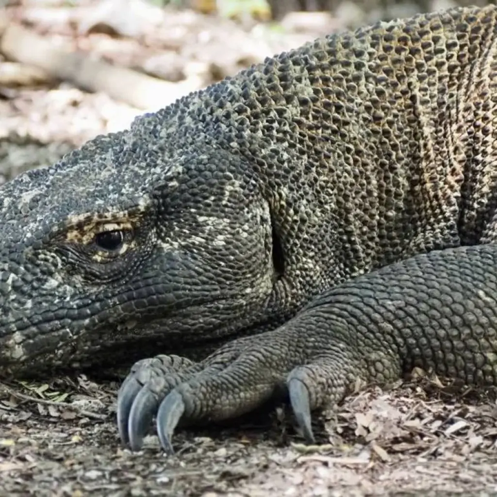 Explore On safari with kangaroos and dragons for 24 days with DIAMIR Erlebnisreisen and discover unforgettable experiences - Photo 2