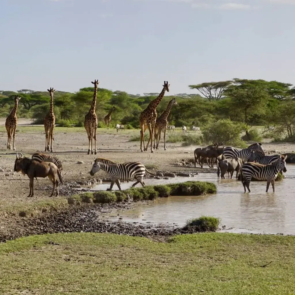 Explore Tanzania: The Serengeti & Beyond with Zanzibar for 12 days with Globus and discover unforgettable experiences - Photo 2