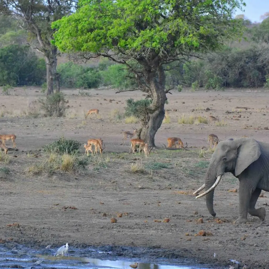 Explore 9 Day Kruger, Namibia and Vic Falls for 9 days with Africa Moja Tours & Transfers and discover unforgettable experiences - Photo 2