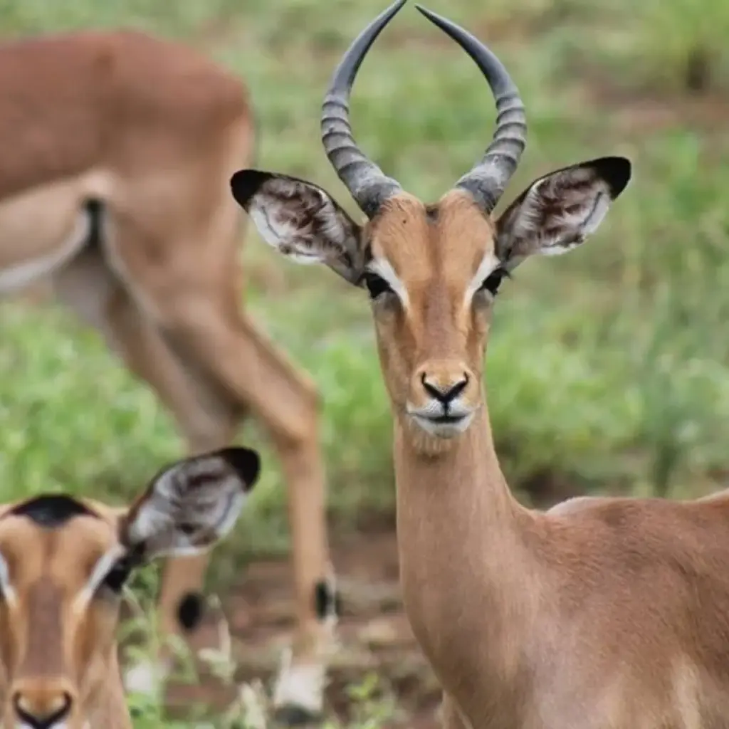 Explore 4 Days Kruger National Magical Safari with Panorama for 4 days with Africa Moja Tours & Transfers and discover unforgettable experiences - Photo 2