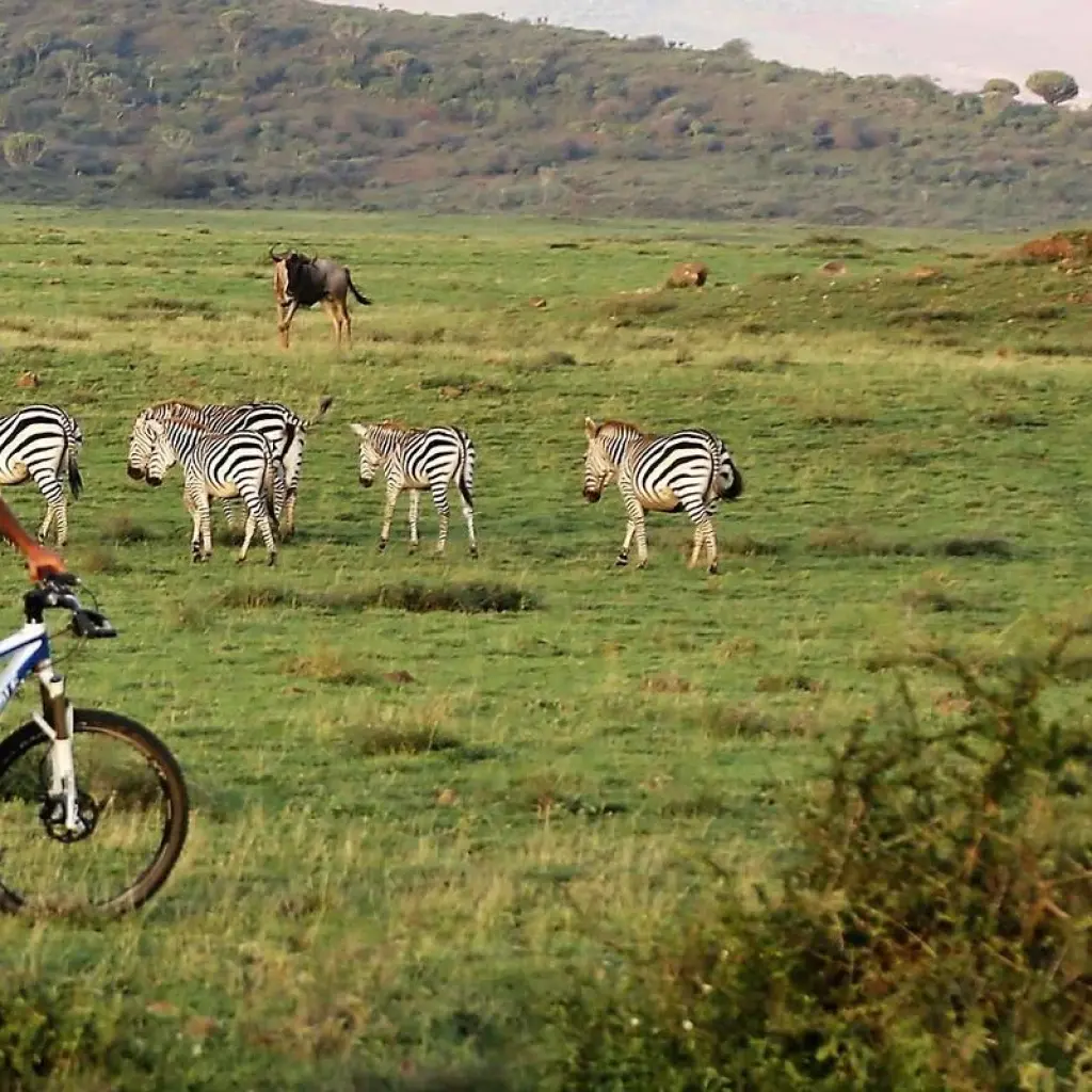 Explore 10 Days Best of Kenya &Tanzania Safari Adventure for 10 days with Gracepatt Ecotours Kenya and discover unforgettable experiences - Photo 2