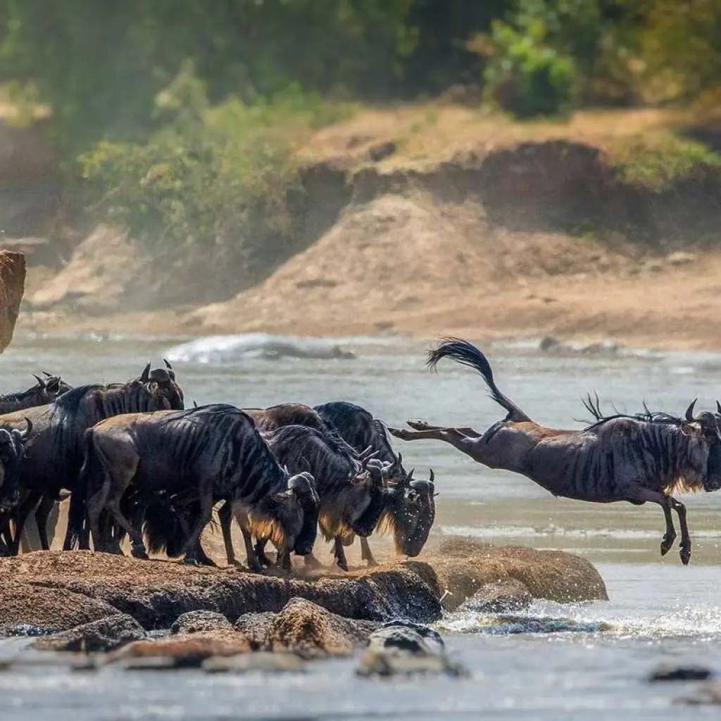 Explore 4 Days  The Great Migration of Wildebeest and Mara River Crossing Offer for 4 days with Eatl Tour and Safari Group  and discover unforgettable experiences - Photo 2