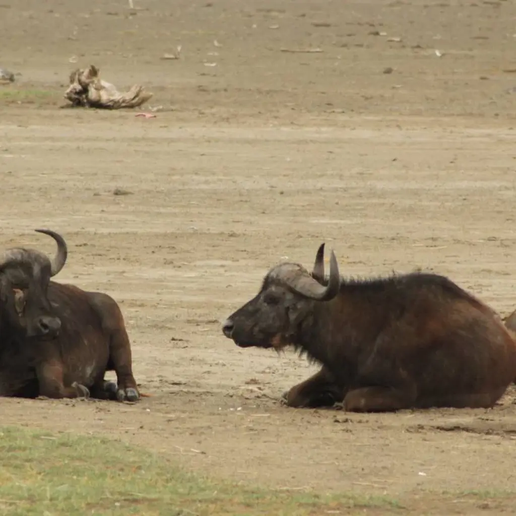 Explore Nairobi To Kampala 10 Days Overlanding for 10 days with Africa Travel Co. and discover unforgettable experiences - Photo 2