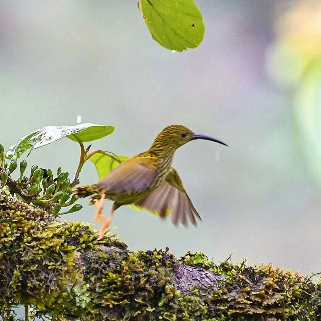 Explore 5 Days Tailor-Made Bangladesh Tour with Wildlife, Daily Start & Private Guide for 5 days with Agate Travel and discover unforgettable experiences - Photo 2