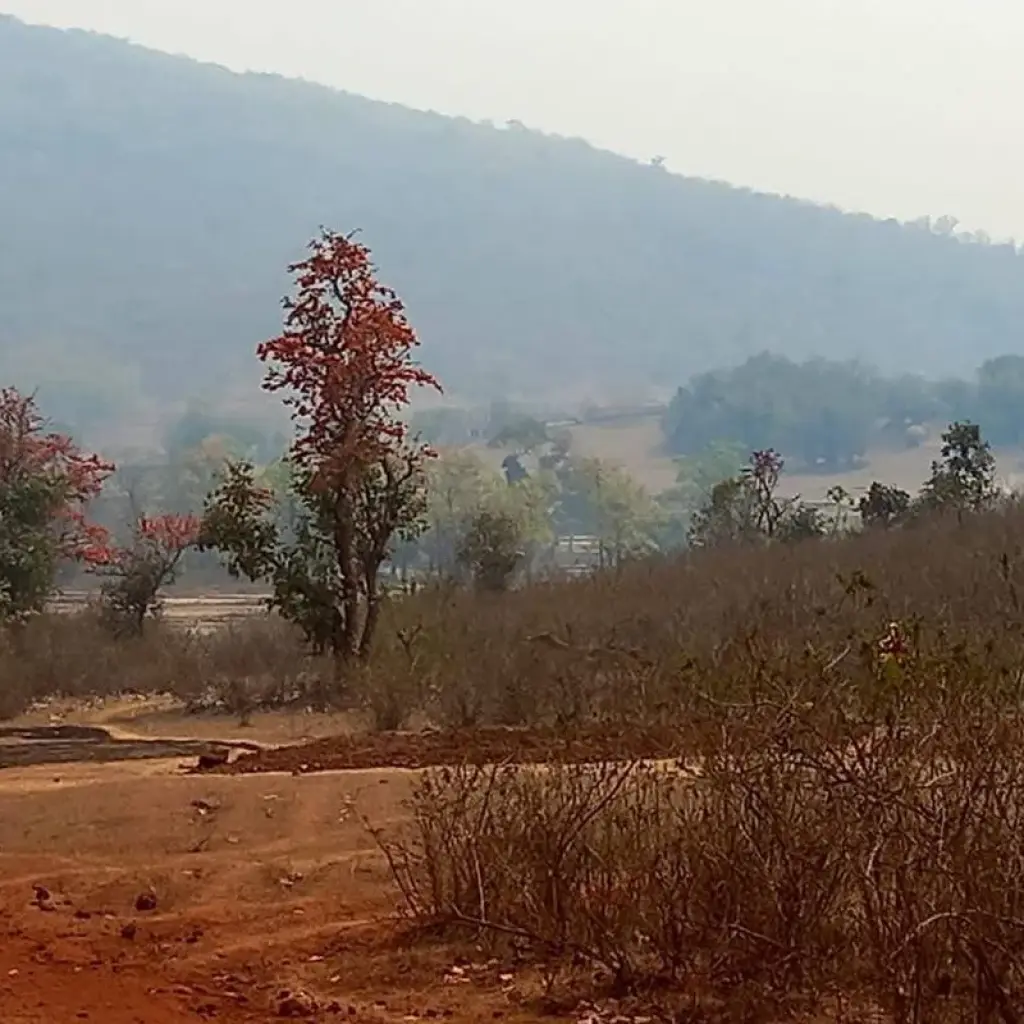 Explore Wild Odisha Safari: Exploring Bhitarkanika & Similipal from Bhubaneshwar for 4 days with Agora Voyages OPC Pvt Ltd and discover unforgettable experiences - Photo 2