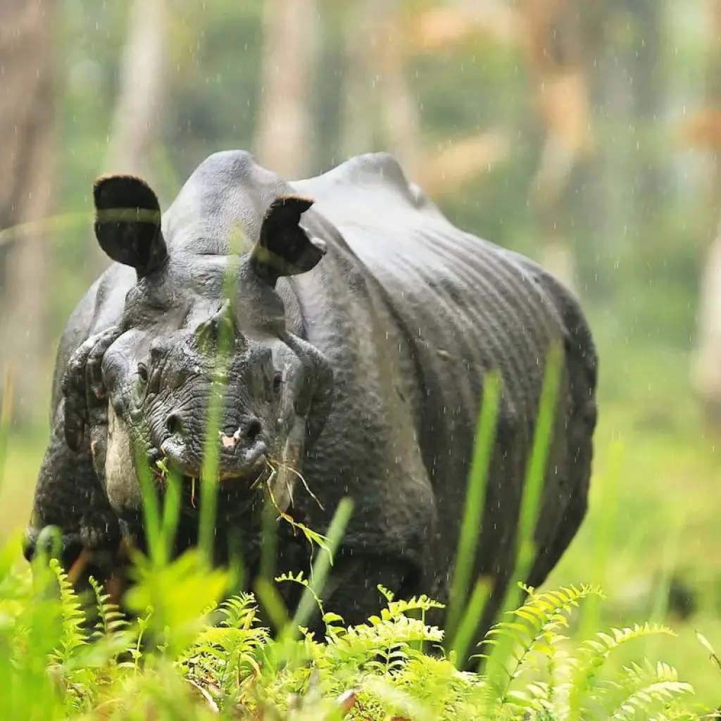 Explore Assam Allure: Kaziranga National Park & Guwahati Discovery for 4 days with Agora Voyages OPC Pvt Ltd and discover unforgettable experiences - Photo 2