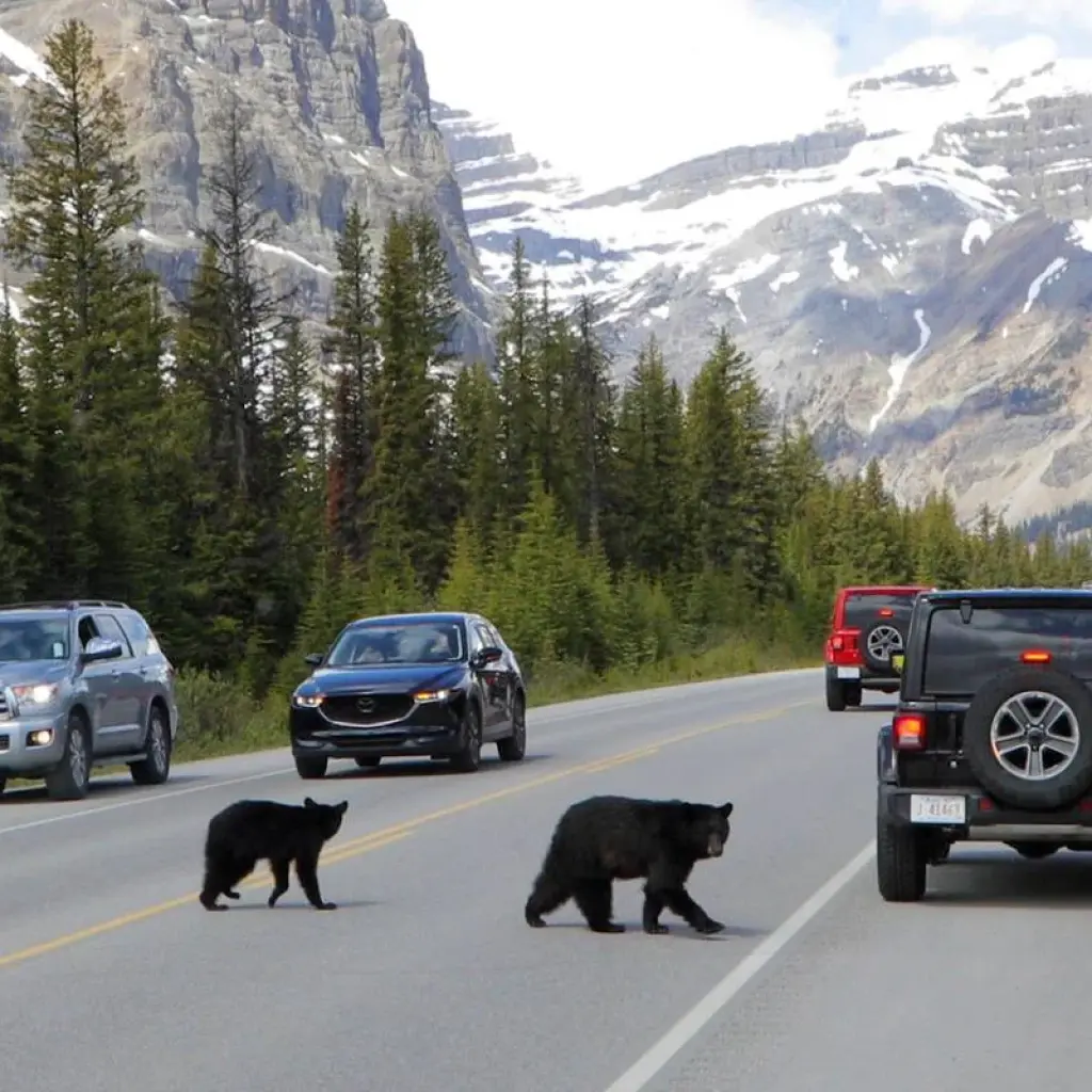 Explore Rockies Premium Spring & Fall Tour for 5 days with Discover Canada Tours and discover unforgettable experiences - Photo 2