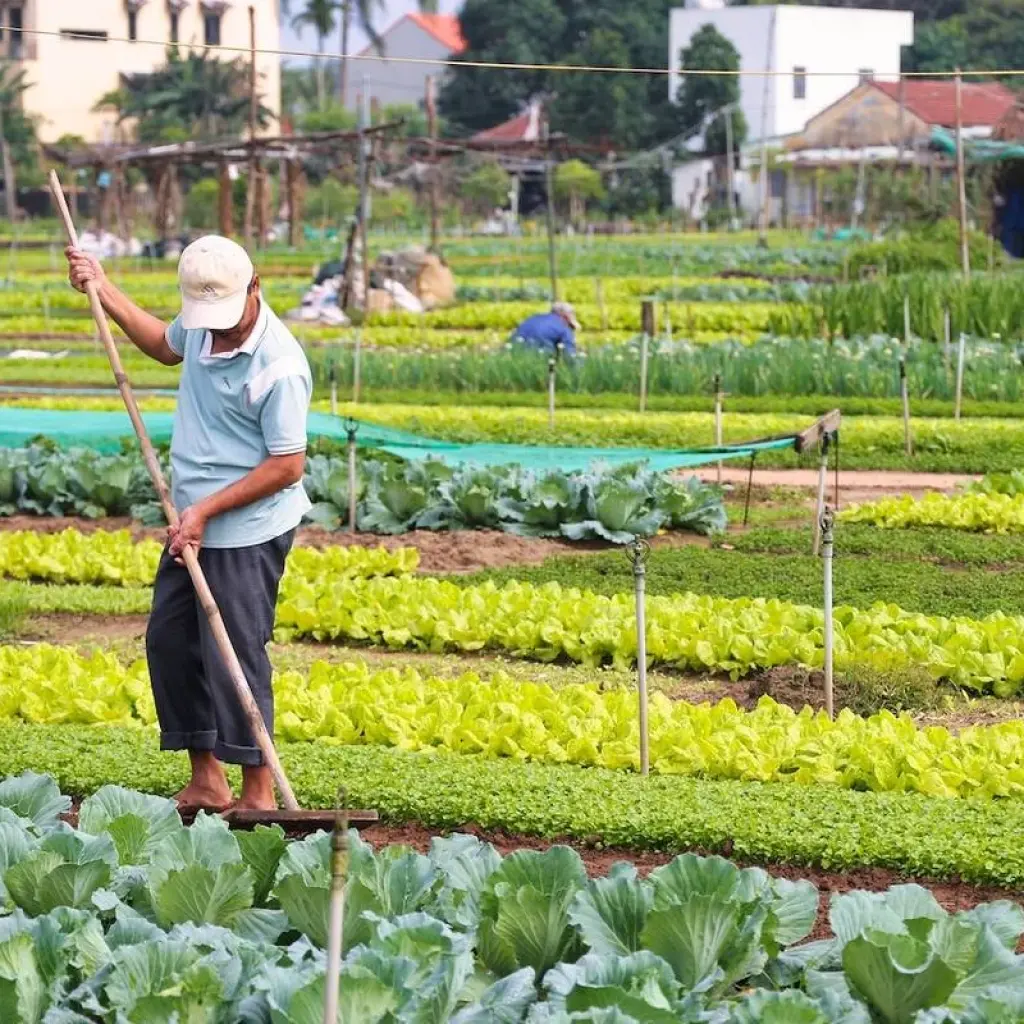 Explore Romantic Vietnam Escape: Sunset Kayaking, Beach Relaxation & Floating Markets for 14 days with Footsteps Indochina Travel and discover unforgettable experiences - Photo 2