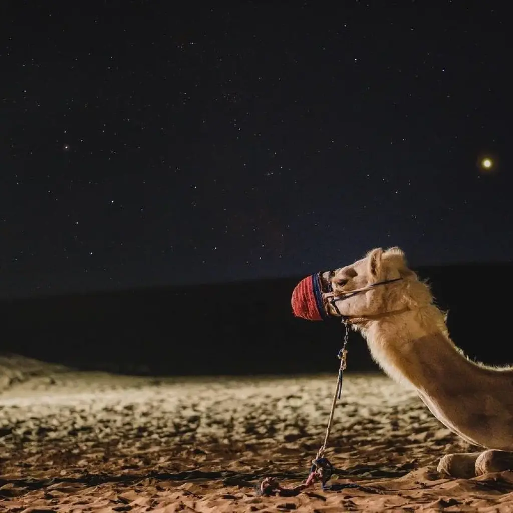 Explore 14 Days Tour from Cairo to Dubai. for 14 days with Remaz Tours GmbH and discover unforgettable experiences - Photo 2