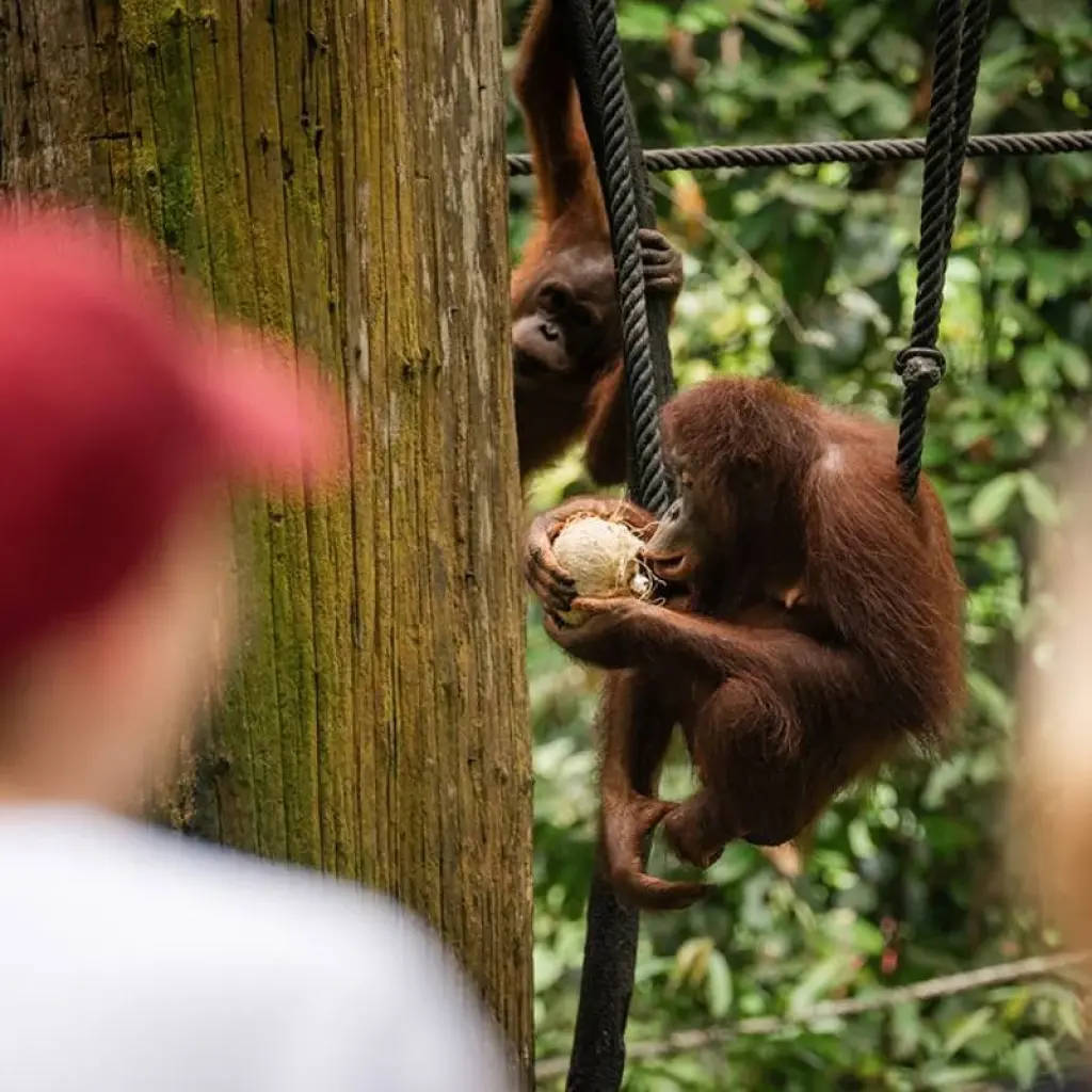 Explore Borneo Adventure for 9 days with Contiki and discover unforgettable experiences - Photo 2