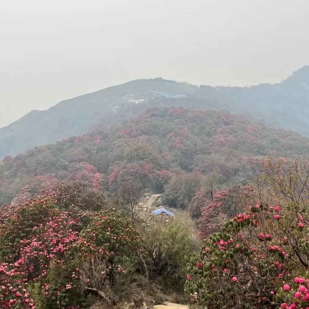 Explore Mardi Himal Trek from Pokhara - 5 Days for 5 days with Glorious Himalaya Trekking Pvt. Ltd. and discover unforgettable experiences - Photo 2