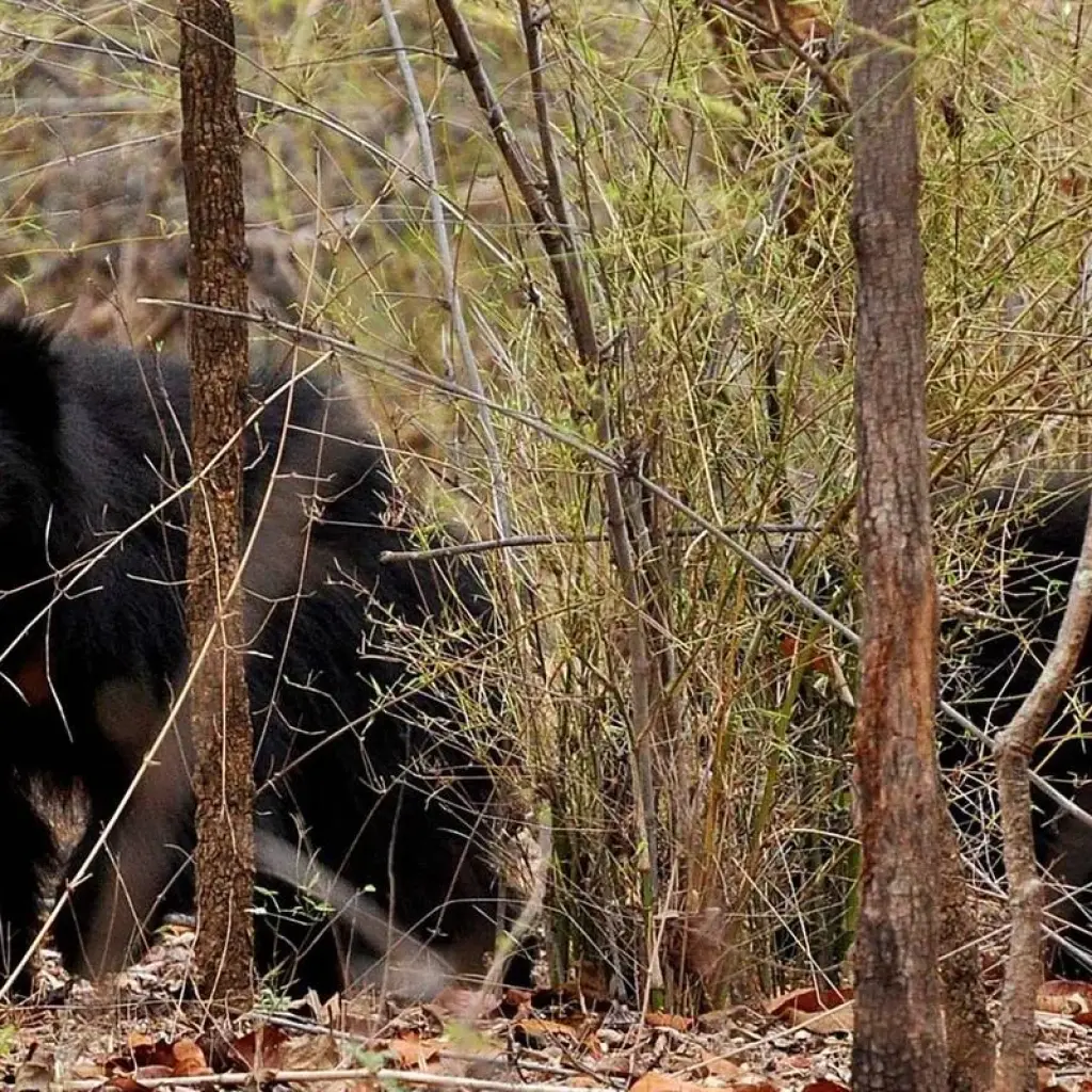 Explore Central India Wildlife Tour for 7 days with Ramble Advisor and discover unforgettable experiences - Photo 2