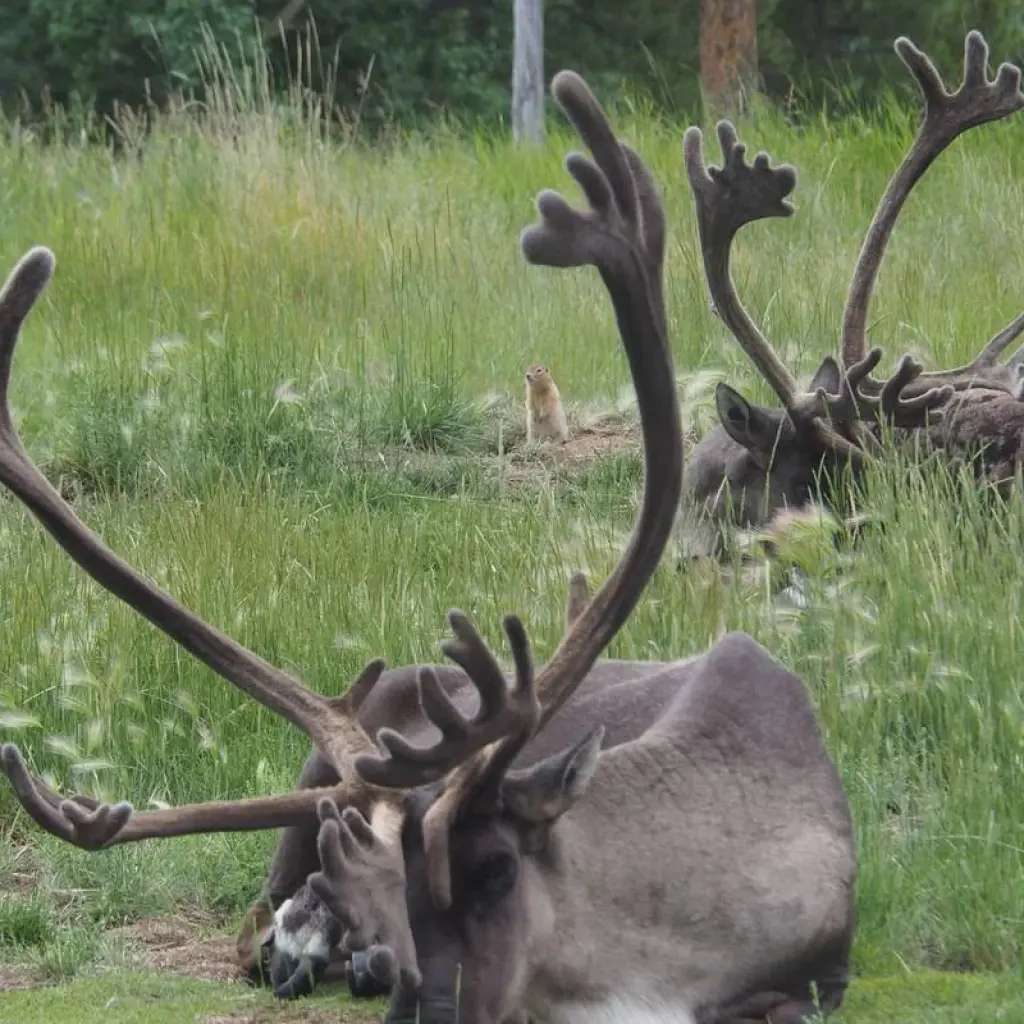 Explore Arctic Summer Heartbeat | Active Summer Adventure for 7 days with Arctic Range Adventure and discover unforgettable experiences - Photo 5