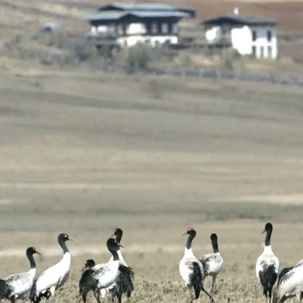 Explore Bhutan Family Vacation for 6 days with Bhutan Best Inbound Tour and discover unforgettable experiences - Photo 2