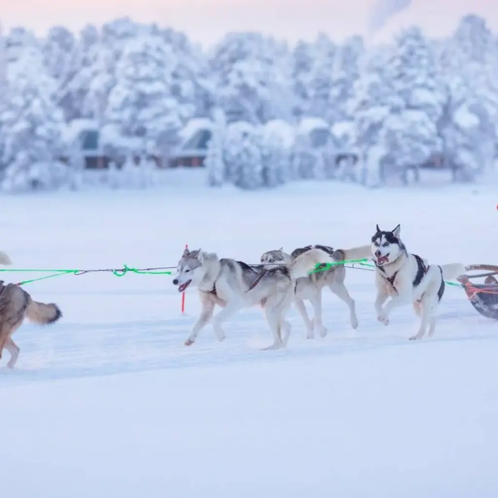 Explore Lapland for lovers LIGHT - ADULTS ONLY for 5 days with Inventia and discover unforgettable experiences - Photo 2