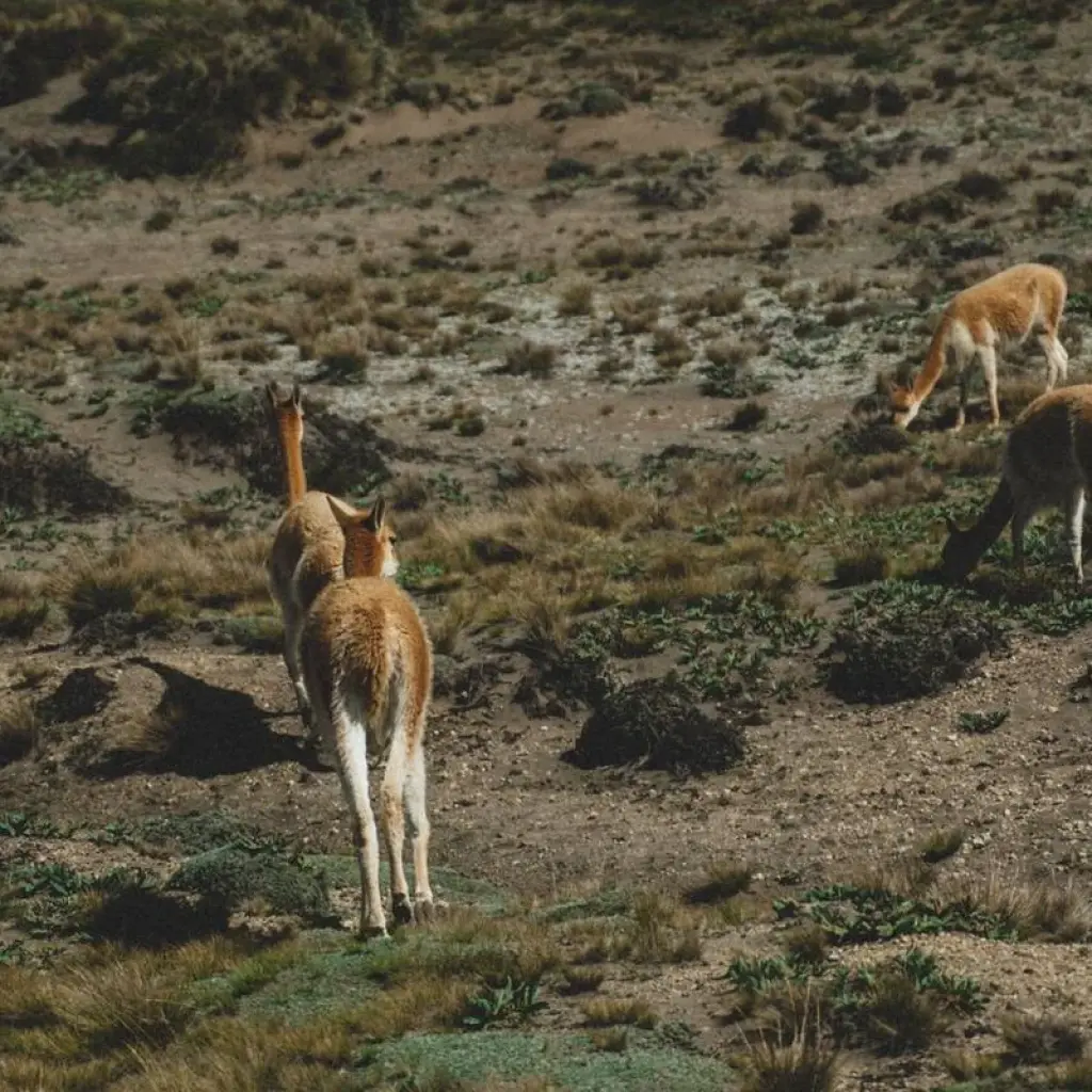 Explore 11 Days Discovering Mainland Ecuador : Nature Tour for 11 days with Ecuador Wonders and discover unforgettable experiences - Photo 2